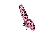 papillon rose qui bat des ailes